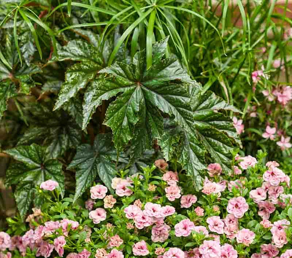 Begonia 'Gryphon', Begonia 'Pegasus', Cane Begonia, shade loving plants, shade plants, Foliage Begonia